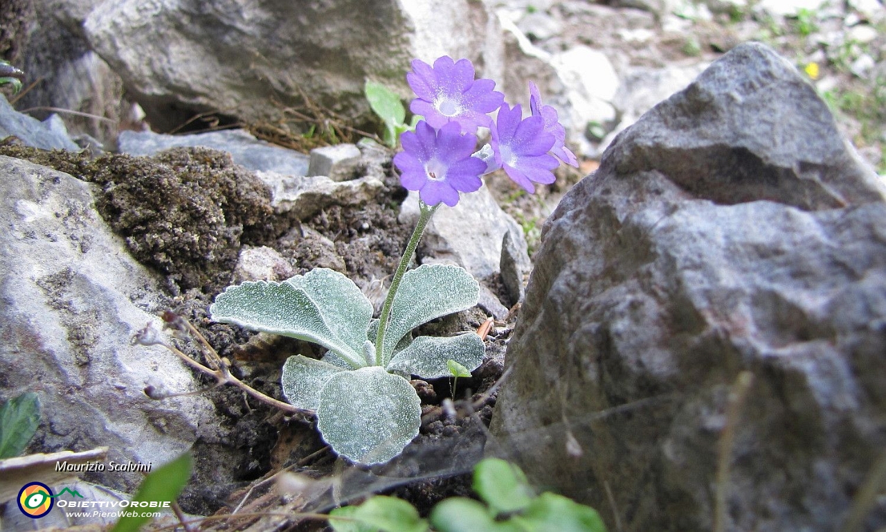 15 Raro endemismo esclusivo delle Orobie. La Primula albenensis.JPG